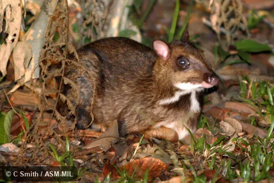 Also as Greater Mouse-deer.