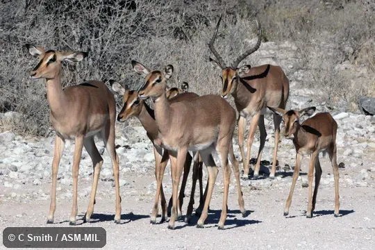 Aepyceros melampus petersi.  Also as Aepyceros petersi, Black-faced Impala.