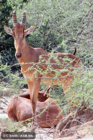 Alcelaphus buselaphus lelwel.  Also as Alcelaphus lelwel, Lelwel Hartebeest.