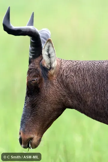 Alcelaphus buselaphus swaynei.  Also as Alcelaphus swaynei, Swane's Hartebeest.