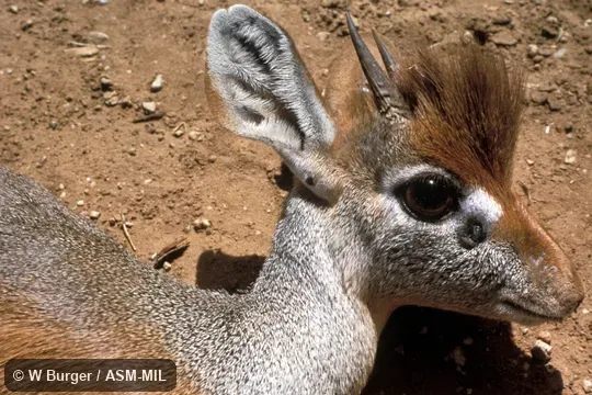 Close-up of male's head.  Madoqua saltiana hararensis.  Also as Madoqua hararensis, Harrar Dik-dik.
