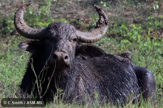 Formerly as Bubalus bubalis arnee.