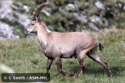Also as European Ibex.