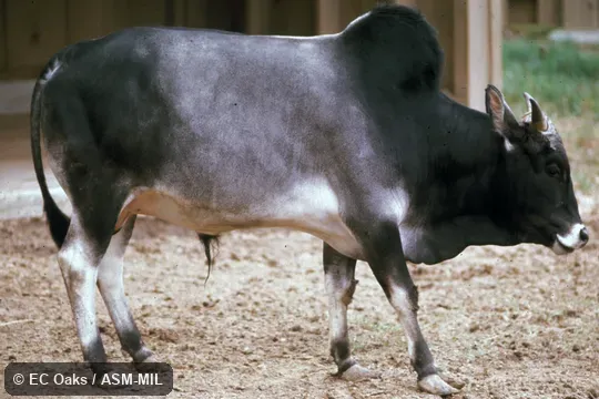 Side view of young male.  Also as Bos indicus, Cattle|Cow|Bull|Zebu|Zebu Cattle|Humped Cattle|Brahma|Brahman|Brahman Cattle|Indicine Cattle.