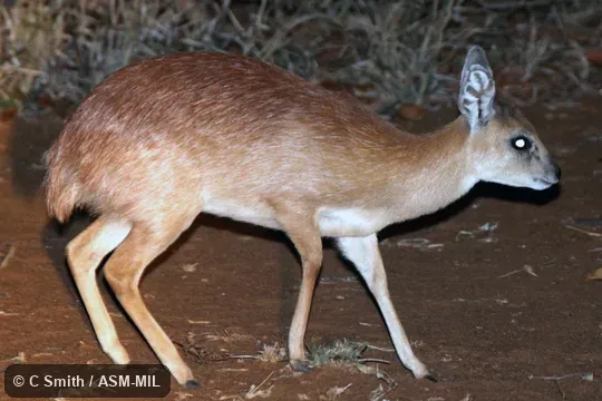 Also as Raphicerus colonicus, Limpopo Grysbok.