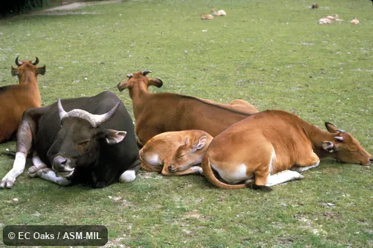 Family group, lying down.  Probably domestic Bali Cattle, Bos javanicus domesticus.