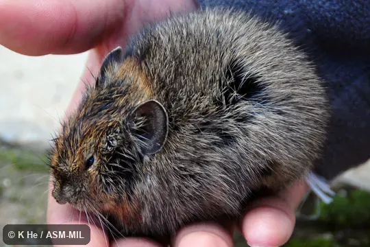 Also as Black-lipped Pika.