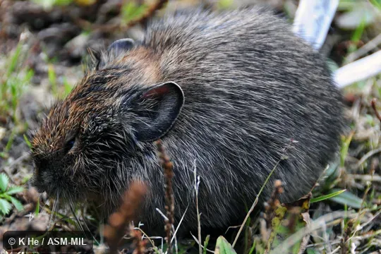 Specimen deposited in Kunming Institute of Zoology, Chinese Academy of Sciences (China, Yunnan province, Kunming).  Also as Black-lipped Pika.