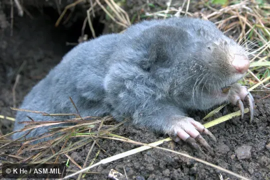 Although taken close to the type locality, it might be another species.  Specimen deposited in Kunming Institute of Zoology, Chinese Academy of Sciences (China, Yunnan province, Kunming).  Also as Chinese Zokor.