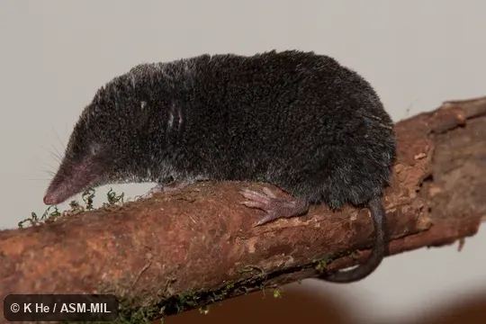 Specimen deposited in Kunming Institute of Zoology, Chinese Academy of Sciences (China, Yunnan province, Kunming).  Formerly Soricomorpha.  Formerly Blarinella quadraticauda.  Also as Asiatic Short-tailed Shrew|Chinese Short-tailed Shrew|Northern Short-tailed Shrew.