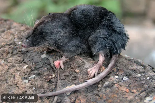 Specimen deposited in Kunming Institute of Zoology, Chinese Academy of Sciences (China, Yunnan province, Kunming).  Formerly Soricomorpha.