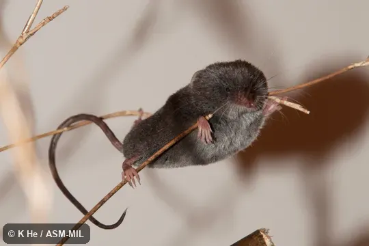 Specimen deposited in Kunming Institute of Zoology, Chinese Academy of Sciences (China, Yunnan province, Kunming).  Formerly Soricomorpha.  Also as Long-tailed Mountain Shrew.