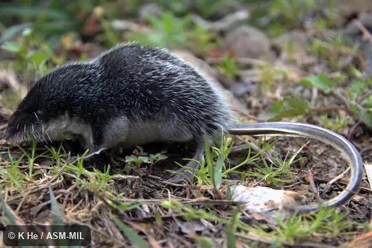 Specimen deposited in Kunming Institute of Zoology, Chinese Academy of Sciences (China, Yunnan province, Kunming).  Formerly Soricomorpha.  Also as Web-footed Water Shrew.