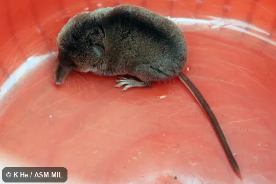 Specimen deposited in Kunming Institute of Zoology, Chinese Academy of Sciences (China, Yunnan province, Kunming).  Formerly Soricomorpha.  Formerly Sorex bedfordiae, Lesser Striped Shrew.  Also as Lesser Stripe-backed Shrew.