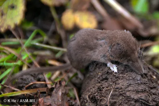 Specimen deposited in Kunming Institute of Zoology, Chinese Academy of Sciences (China, Yunnan province, Kunming).  Formerly Soricomorpha.