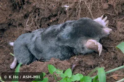 Specimen deposited in Kunming Institute of Zoology, Chinese Academy of Sciences (China, Yunnan province, Kunming).  Formerly Parascaptor leucurus.  Formerly Soricomorpha.  Also as Assamese Mole|Blyth's Mole|Indian Mole.