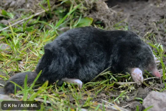 Specimen deposited in Kunming Institute of Zoology, Chinese Academy of Sciences (China, Yunnan province, Kunming).  Formerly Soricomorpha.