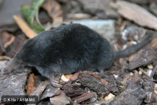 Specimen deposited in Kunming Institute of Zoology, Chinese Academy of Sciences (China, Yunnan province, Kunming).  Formerly Soricomorpha.  Formerly as Scaptonyx fusicaudus.
