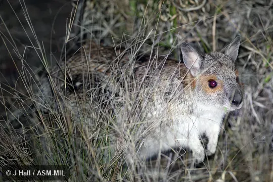 Lagorchestes conspicillatus leichardti.  Also as Grass Pademelon