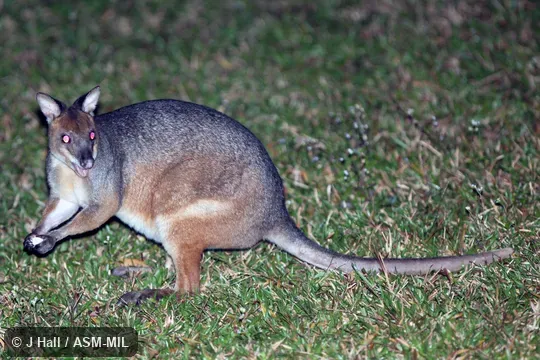 Also as Scrub Wallaby.