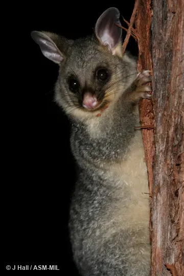 Also as Common Brushtail, Silver-grey Possum.