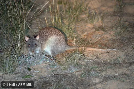 Also as Rufous Rat-kangaroo.