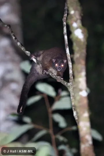 Also as Lemur-like Ringtail|Lemuroid Ringtail.