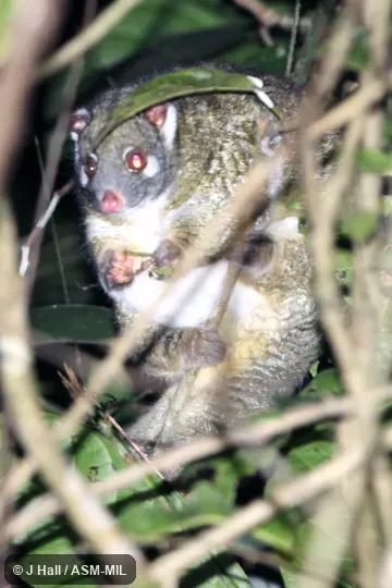 Also as Green Ringtail.