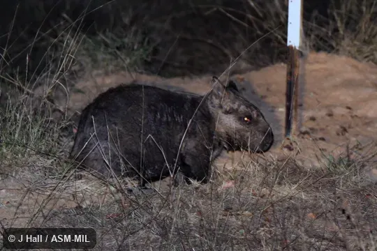 Also as Krefft's Hairy-nosed Wombat|Moonie River Wombat|Queensland Hairy-nosed Wombat.