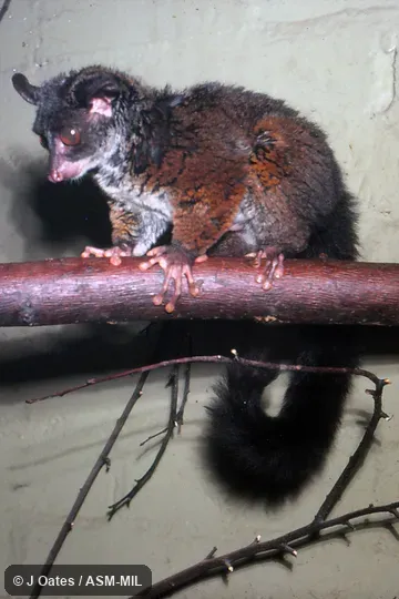 Sciurocheirus alleni alleni.  Formerly as Galago alleni.  Also as Allen's Bushbaby|Allen's Galago|Bioko Allen's Bushbaby.