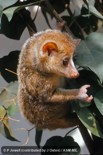 Captive juvenile.  Also as Angwantibo|Golden Potto of Calabar.