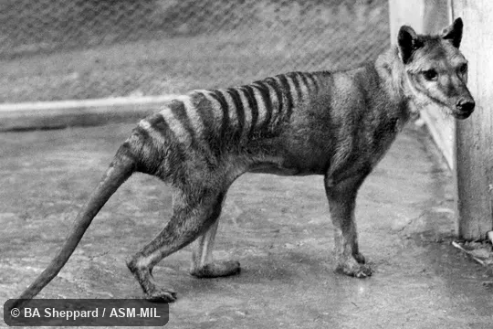 Also as Hyena Opossum|Marsupial Wolf|Tasmanian Tiger|Tasmanian Wolf|Zebra Wolf.