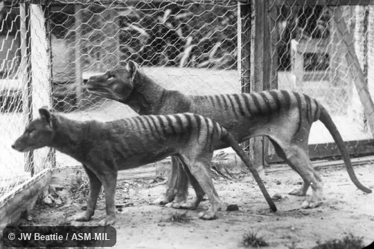 Larger male behind smaller female.  Also as Hyena Opossum, Marsupial Wolf, Tasmanian Tiger, Tasmanian Wolf, Zebra Wolf.