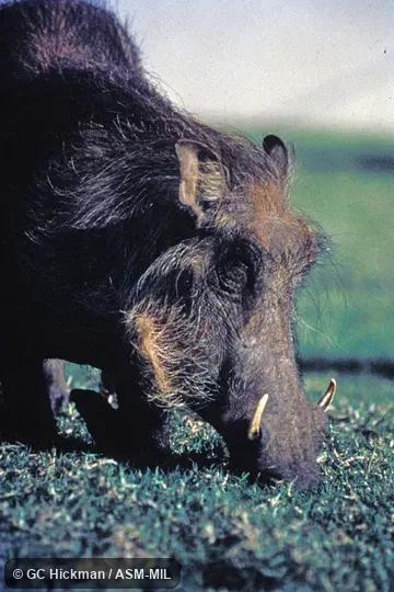 Grazing, close-up of head