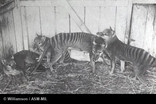 Also as Hyena Opossum, Marsupial Wolf, Tasmanian Tiger, Tasmanian Wolf, Zebra Wolf.