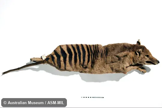 Also as Hyena Opossum, Marsupial Wolf, Tasmanian Tiger, Tasmanian Wolf, Zebra Wolf.