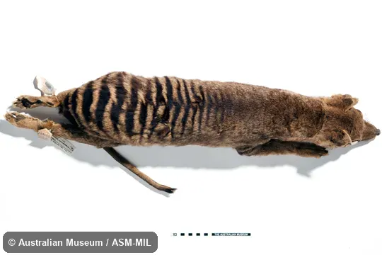 Also as Hyena Opossum, Marsupial Wolf, Tasmanian Tiger, Tasmanian Wolf, Zebra Wolf.