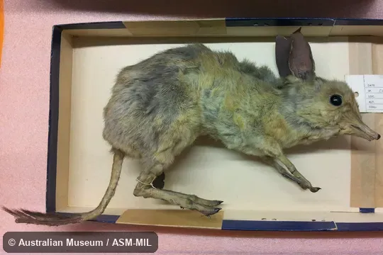 Museum specimen taken at Australia, VIC, Murray River