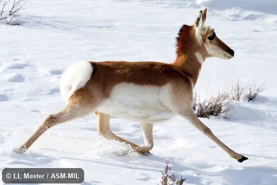 Female trotting in snow.