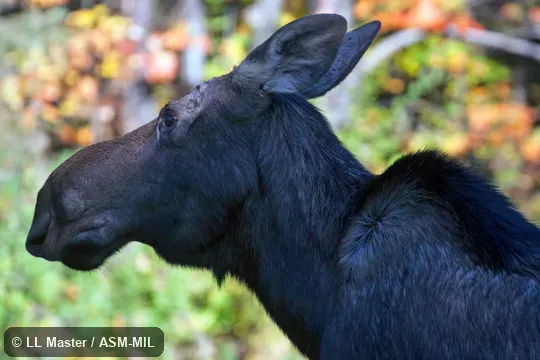 Also as Alces americanus.
