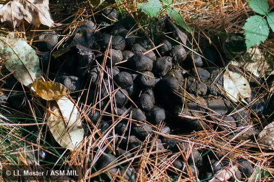 Feces.  Also as Alces americanus.