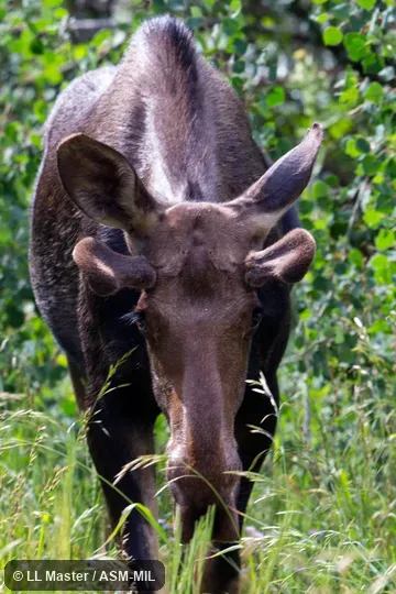 Also as Alces americanus.