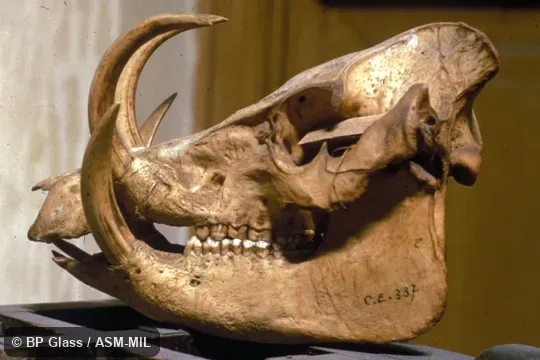 Skull with enlarged tusks.  Formerly Babyrousa babyrussa celebensis.