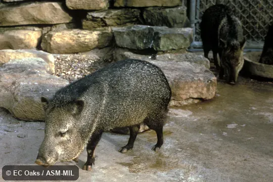 Side view.  Formerly as Pecari tajacu or Pecari angulatus, Javelina.
