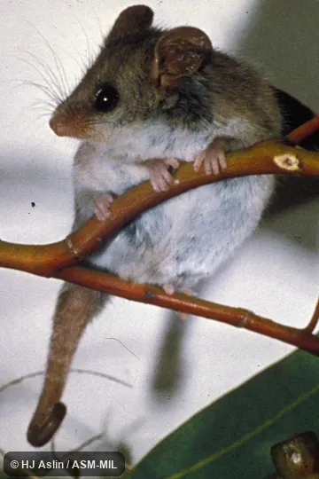 Front view, climbing on branch.  Also as Tasmanian Pygmy Possum.