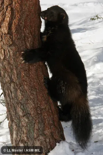 Also as Glutton, Skunk Bear.