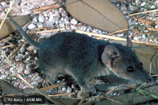 Oblique view of captive.  Also as Pygmy Planigale.