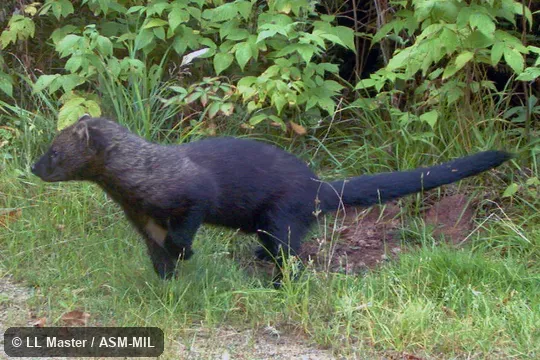 Formerly as Martes pennanti.  Also as Pennant Marten.