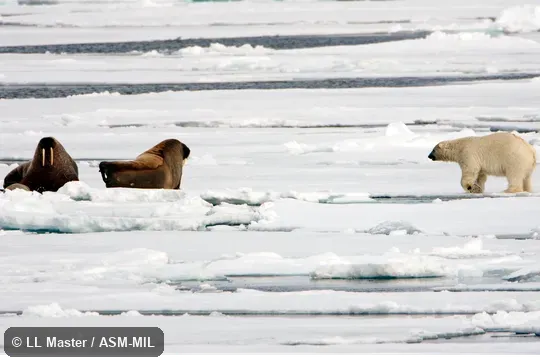 Two adults being approached by Polar Bear (Ursus maritimus).  Odobenus rosmarus rosmarus, Atlantic Walrus.