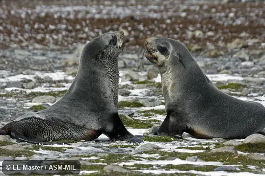 Formerly Arctophoca gazella.  Also as Kerguelen Fur Seal.